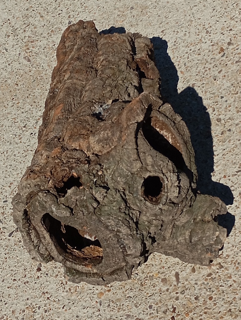 TRONCO HUECO DE BORNIZO 3