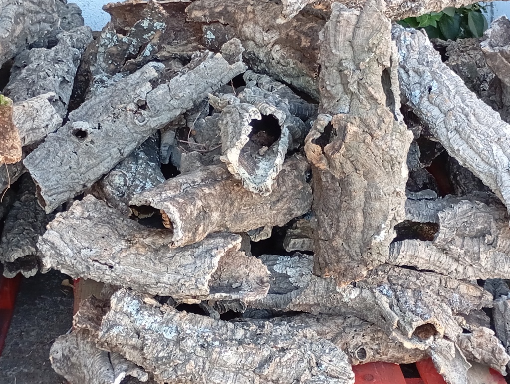 Troncos huecos de bornizo