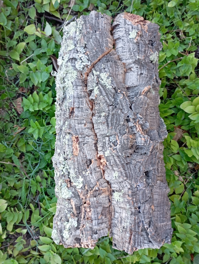 Tronco hueco de bornizo