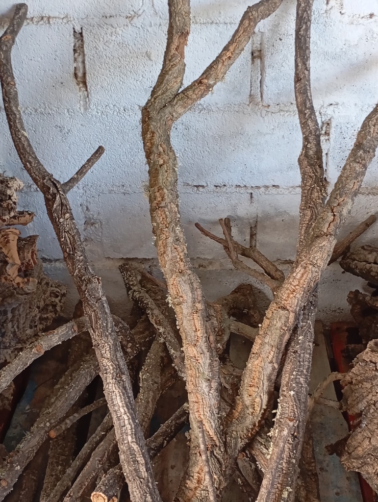 Ramas de alcornoque