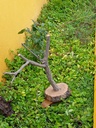 ARBOL CON BASE