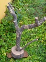 Árbol con base de alcornoque