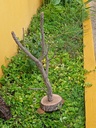 Árbol con base de alcornoque
