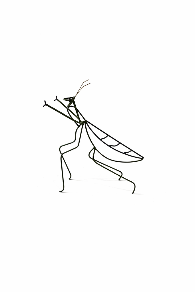 MANTIS RELIGIOSA