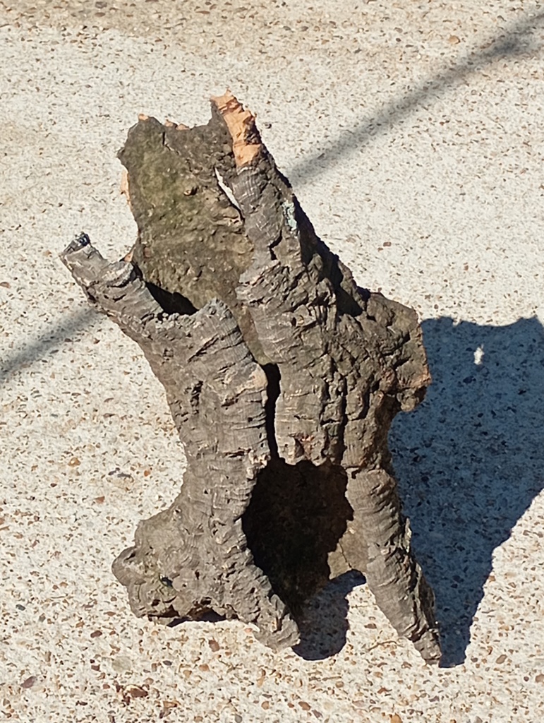 TRONCO HUECO DE BORNIZO 1