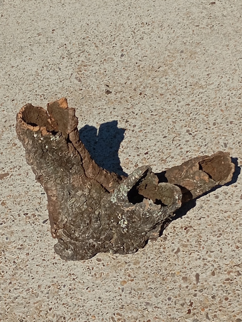 TRONCO HUECO DE BORNIZO 2