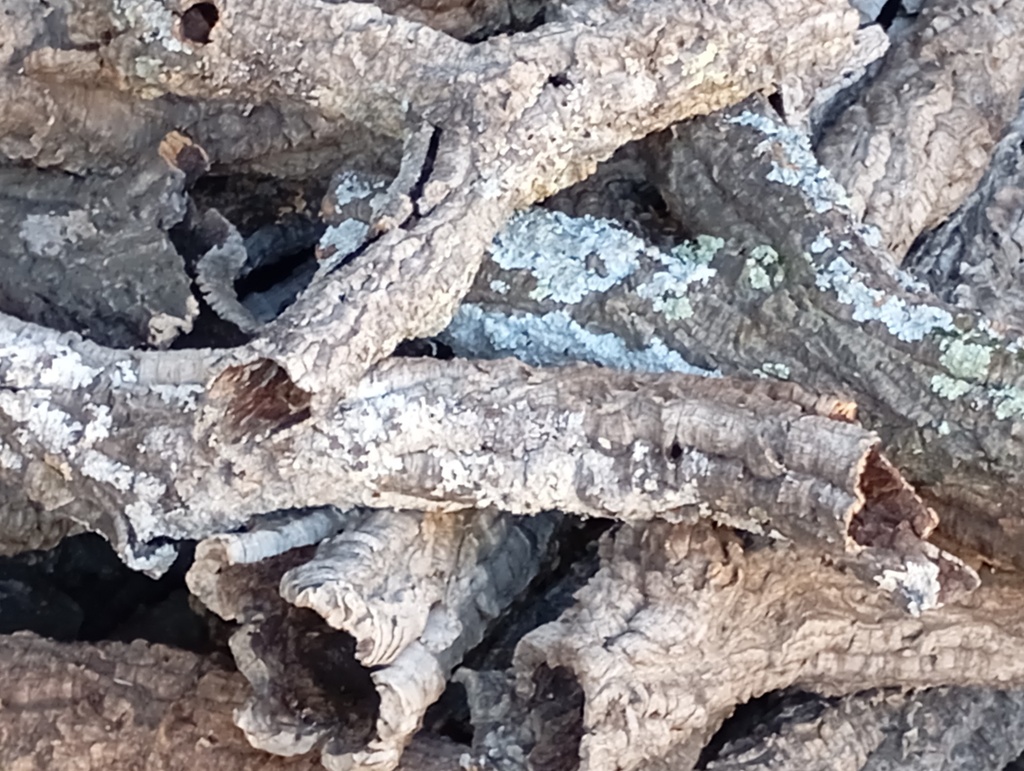 Troncos huecos de bornizo