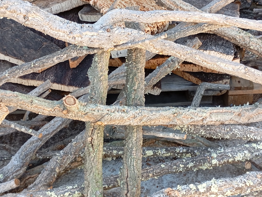Ramas de alcornoque