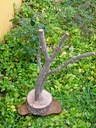 ÁRBOL DE ALCORNOQUE CON BASE