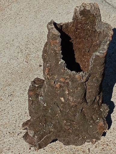 TRONCO HUECO DE BORNIZO 3