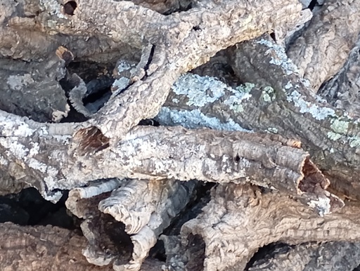 Troncos huecos de bornizo