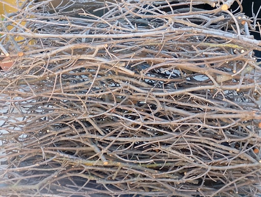 Ramas delgadas de encina