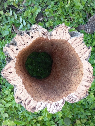 Tronco hueco de bornizo