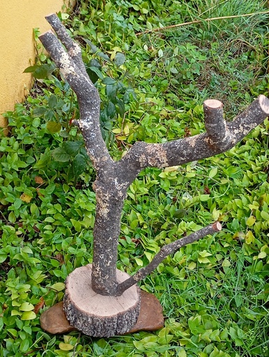 ARBOL DE ENCINA CON BASE